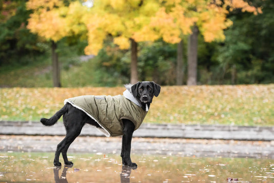 Brave Bark Thermal Parka - Khaki - Lila & Phia